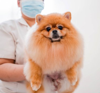 Koruyucu maskeli bir tımarcı kuaförde Pomeranya köpeği kesiyor.