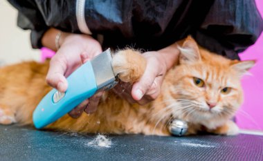 Groomer kuaförde güzel kırmızı bir kedi kesiyor.