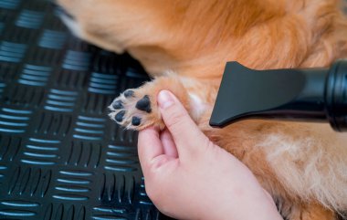 Bakımcı kuaförde yıkandıktan sonra Pomeranya köpeğini kurutur..