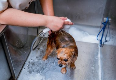 Bakımcı kuaförde Pomeranya köpeği yıkıyor..