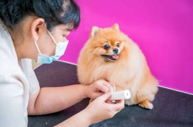 Tımarcı pençelerini cilalıyor kuaförde Pomeranya köpeği.