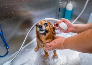Bakımcı kuaförde Pomeranya köpeği yıkıyor..