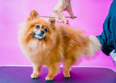 Groomer kuaförde Pomeranya köpeği kesiyor.