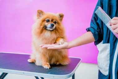 Groomer kuaförde Pomeranya köpeği kesiyor.