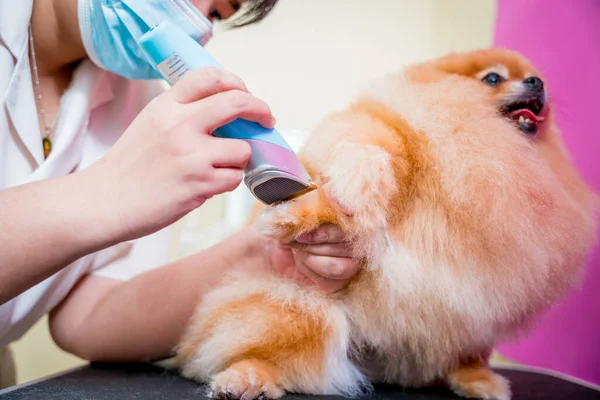 グルーミングサロンでポメラニア犬を切断保護顔マスクを持つグルーマー — ストック写真