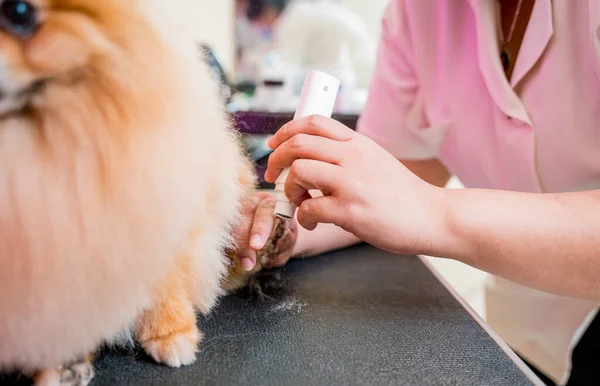 Groomer Lucidatura Artigli Cane Pomerania Salone Toelettatura — Foto Stock