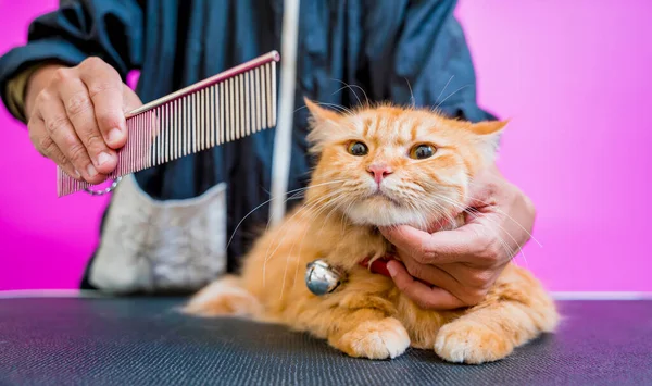 新郎在美容院切一只漂亮的红猫 — 图库照片