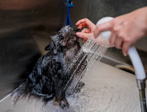 Peluquero Lavando Perro Pomerania Baño Salón Aseo — Foto de Stock