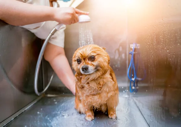 Groomer washing a Pomeranian dog at the bath of grooming salon.