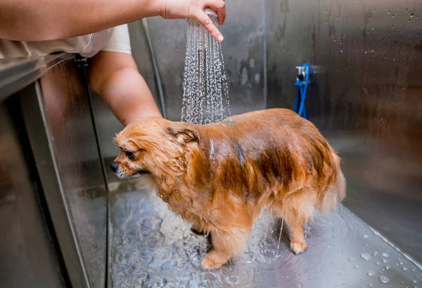 在美容美发沙龙的浴室里洗波美拉尼亚狗的新郎 — 图库照片