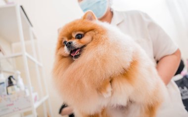 Koruyucu maskeli bir tımarcı kuaförde Pomeranya köpeği kesiyor.
