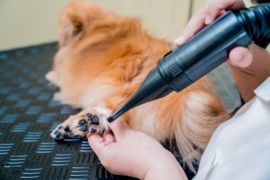 Bakımcı kuaförde yıkandıktan sonra Pomeranya köpeğini kurutur..