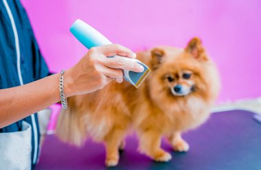 Groomer kuaförde Pomeranya köpeği kesiyor.