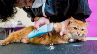 Groomer kuaförde güzel kırmızı bir kedi kesiyor.