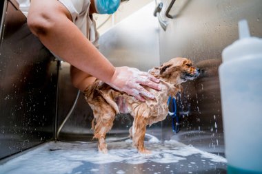 Bakımcı kuaförde Pomeranya köpeği yıkıyor..