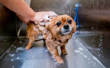 Bakımcı kuaförde Pomeranya köpeği yıkıyor..