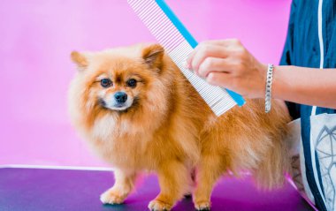 Groomer kuaförde Pomeranya köpeği kesiyor.