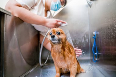 Bakımcı kuaförde Pomeranya köpeği yıkıyor..