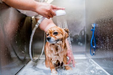 Bakımcı kuaförde Pomeranya köpeği yıkıyor..