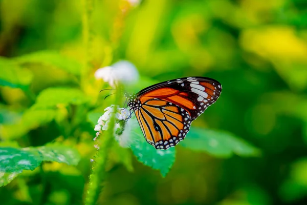 stock image Image of a butterfly on the flower with blurry background