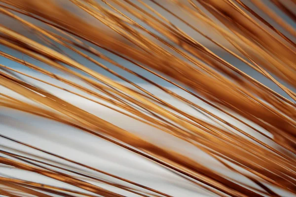 Texture Dry Palm Leaves Ground — Stok fotoğraf