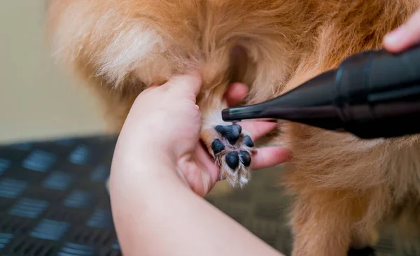 Groomer Blow Dry Pomeranian Dog Washing Grooming Salon — Stock Photo, Image