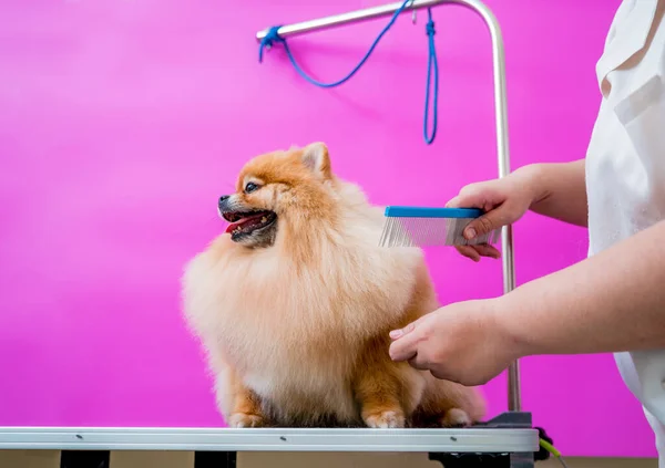 グルーミングサロンでポメラニア犬を切断保護顔マスクを持つグルーマー — ストック写真