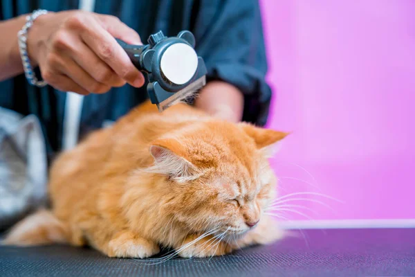 Groomer Cutting Beautiful Red Cat Grooming Salon — Stock Photo, Image