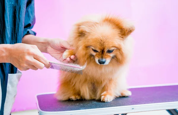 グルーミングサロンでポメラニア犬を切断グルーマー — ストック写真