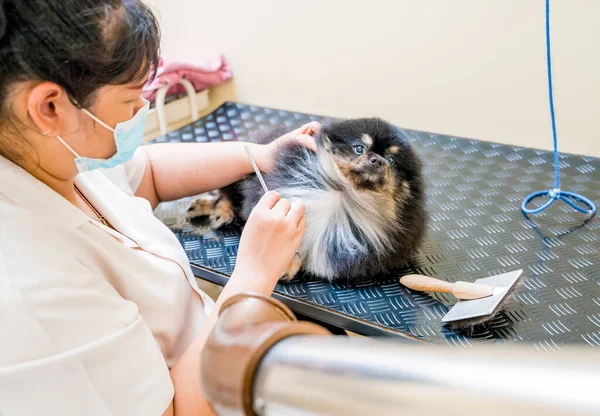 Groomer Protective Face Masks Cutting Pomeranian Dog Grooming Salon — Stock Photo, Image