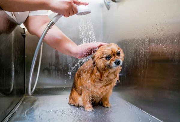 Groomer Mencuci Anjing Pomeranian Kamar Mandi Salon Perawatan — Stok Foto