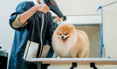 Bakımcı kuaförde yıkandıktan sonra Pomeranya köpeğini kurutur..