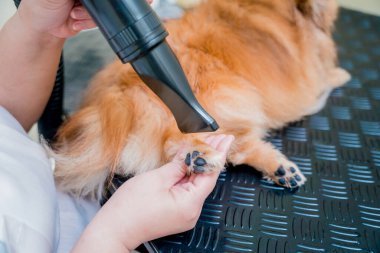 Bakımcı kuaförde yıkandıktan sonra Pomeranya köpeğini kurutur..