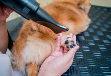 Bakımcı kuaförde yıkandıktan sonra Pomeranya köpeğini kurutur..