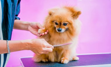 Groomer kuaförde Pomeranya köpeği kesiyor.