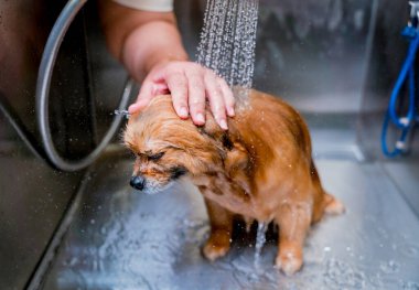 Bakımcı kuaförde Pomeranya köpeği yıkıyor..