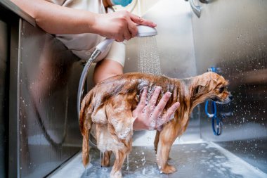 Bakımcı kuaförde Pomeranya köpeği yıkıyor..