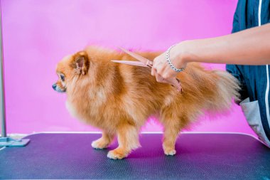 Groomer kuaförde Pomeranya köpeği kesiyor.