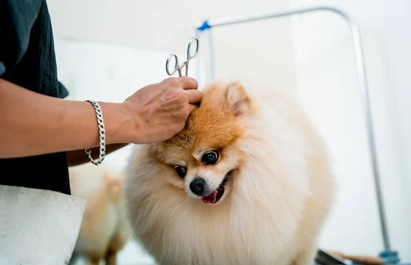 Groomer cleans s Pomeranian dog ears at grooming salon