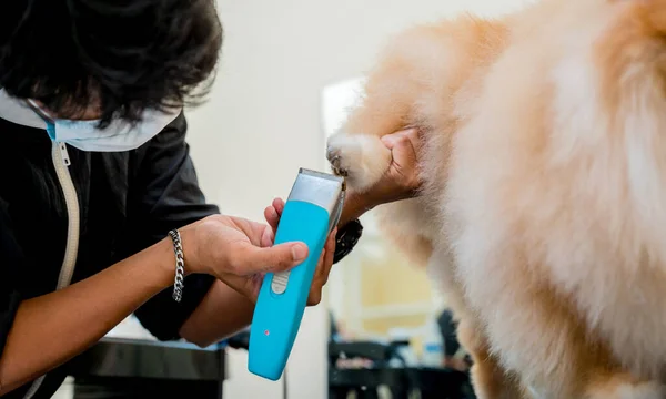 Groomer Protective Face Mask Cutting Pomeranian Dog Grooming Salon — Stock Photo, Image