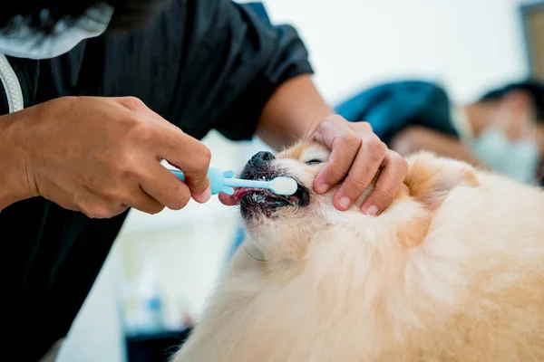 Groomer Limpa Dentes Cão Pomerânia Salão Arrumação — Fotografia de Stock
