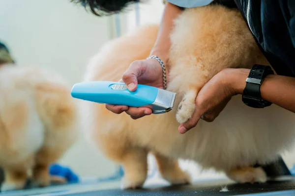 Groomer Protective Face Mask Cutting Pomeranian Dog Grooming Salon — Stock Photo, Image