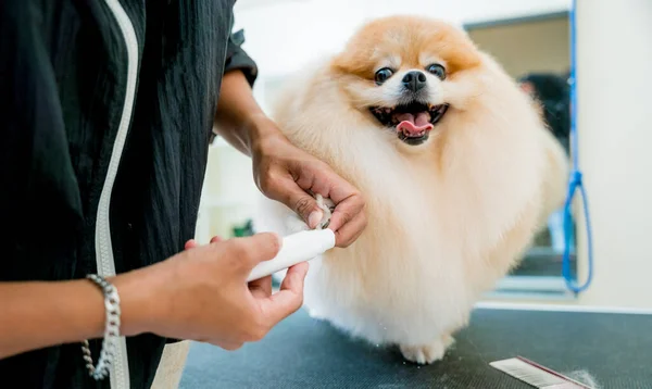 Groomer Polijsten Klauwen Een Pommerse Hond Bij Grooming Salon — Stockfoto