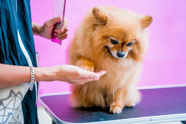 Groomer Řezání Pomeranian Pes Kadeřnictví — Stock fotografie