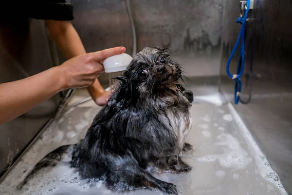 Groomer Vask Pommersk Hund Badet Grooming Salon - Stock-foto