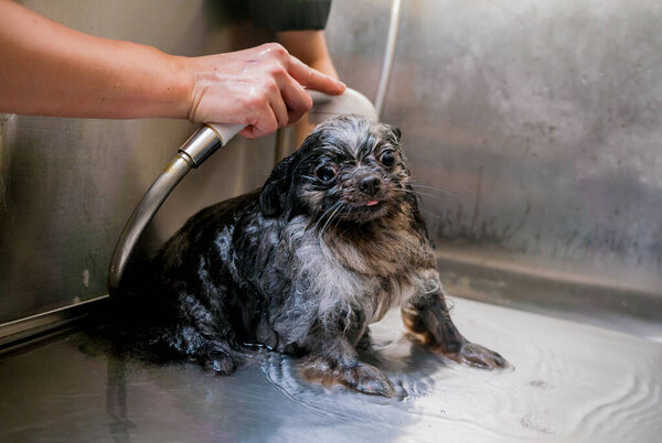 Грумер моет померанскую собаку в бане парикмахерской.