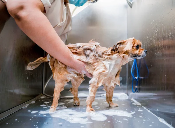 Pfleger Wäscht Pommerschen Hund Bad Des Pflegesalons — Stockfoto