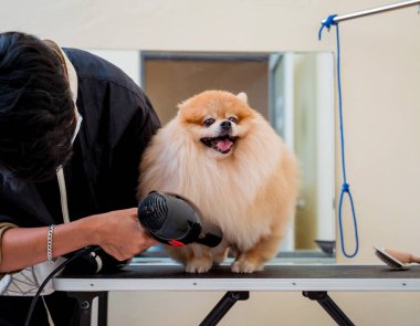 Bakımcı kuaförde yıkandıktan sonra Pomeranya köpeğini kurutur..