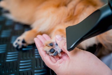Bakımcı kuaförde yıkandıktan sonra Pomeranya köpeğini kurutur..