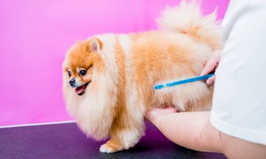 Koruyucu maskeli bir tımarcı kuaförde Pomeranya köpeği kesiyor.